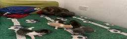 Mixed Breed cats for sale: 5 kitten in Preston - Advert 4
