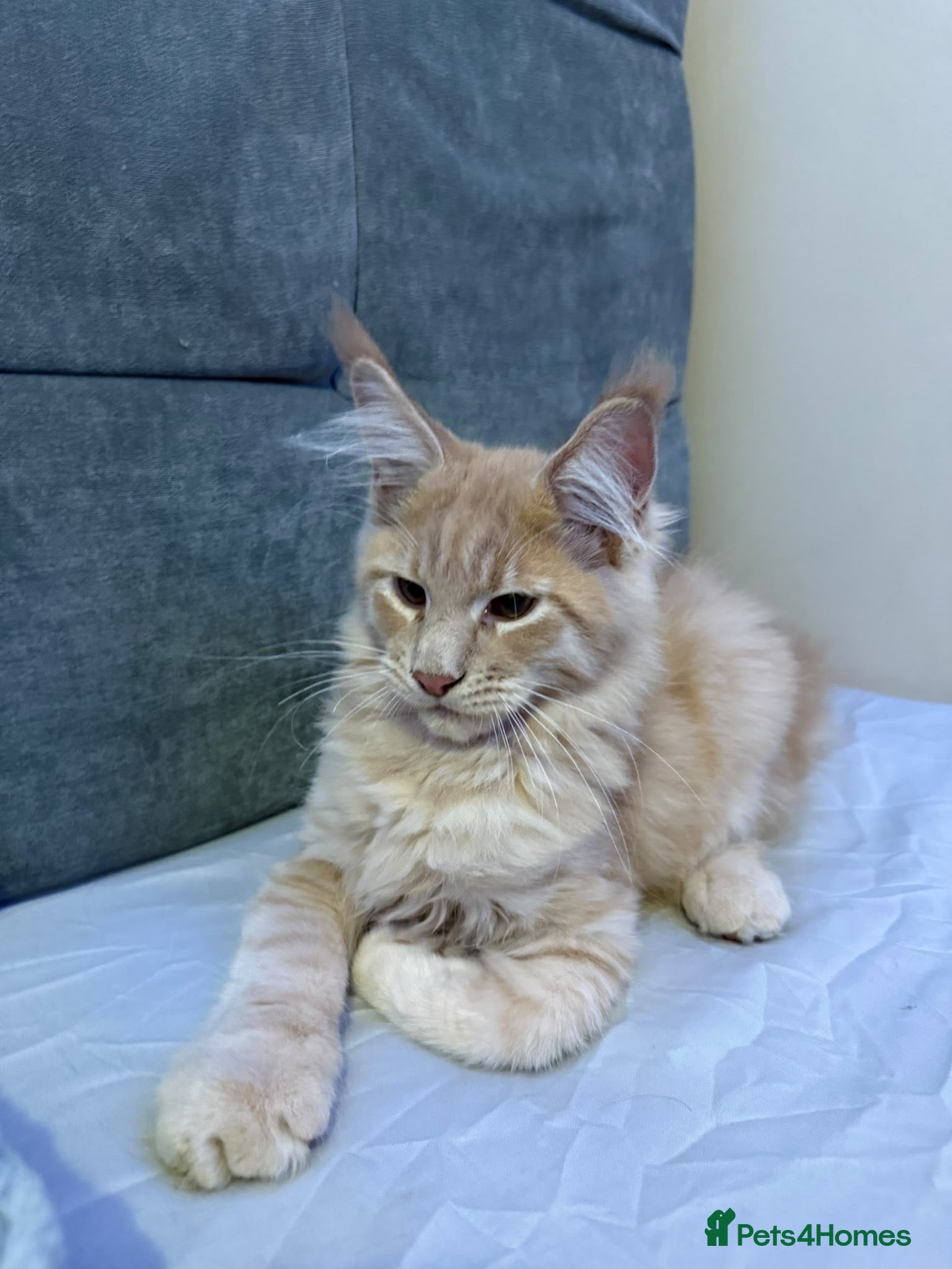Maine Coon cats Purebred Maine Coon kittens - Advert 4
