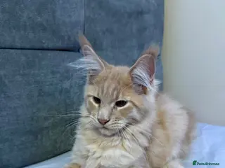 Maine Coon cats Purebred Maine Coon kittens - Advert 4