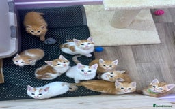 Mixed Breed cats for sale: READ INFO, 8 beautiful ginger kittens. - Image 13