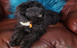 Poodle dogs for sale: Fully vaccinated chocolate girl ready now - Image 1
