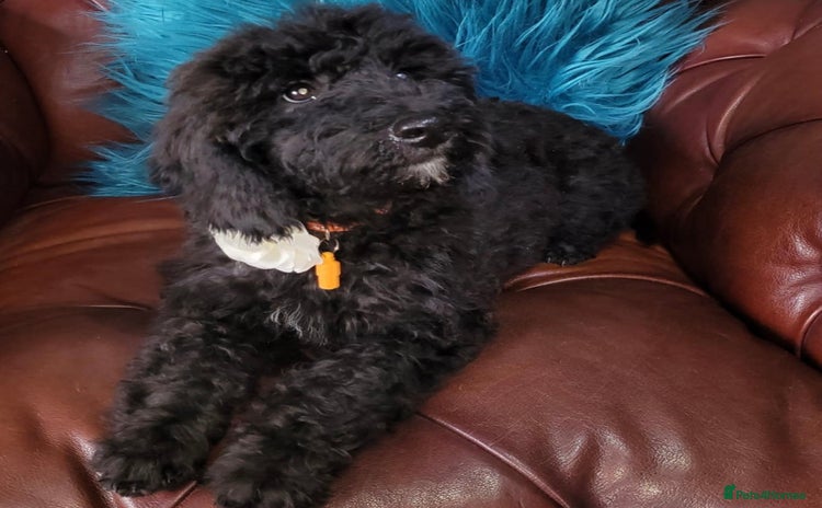 Poodle dogs - Advert 1
