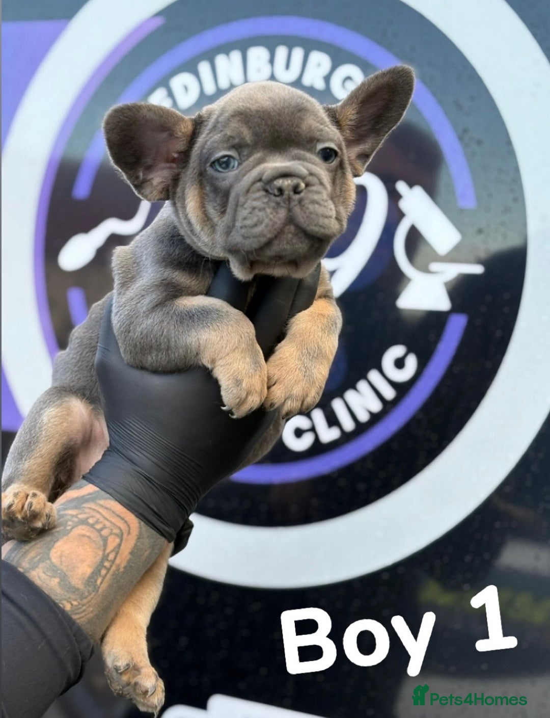 French Bulldog dogs for sale: French bulldog puppies  - Image 1