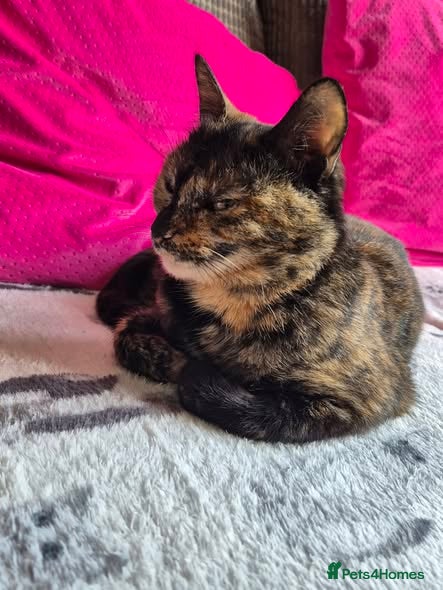 Mixed Breed cats for adoption: Mars for adoption - Advert 5