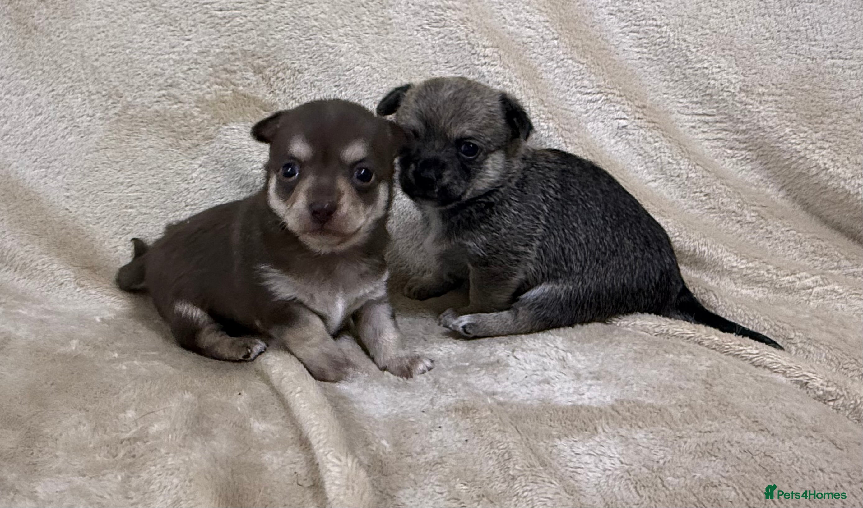 Chihuahua dogs 2 Female chihuahua puppies  - Advert 3