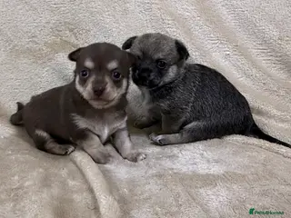 Chihuahua dogs 2 Female chihuahua puppies - Advert 3