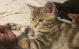 Bengal cats for sale: Cute and fluffy half Bengal kittens  - Image 2