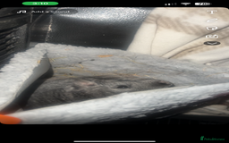 Chinchilla rodents for sale: my beautiful boy - Image 2