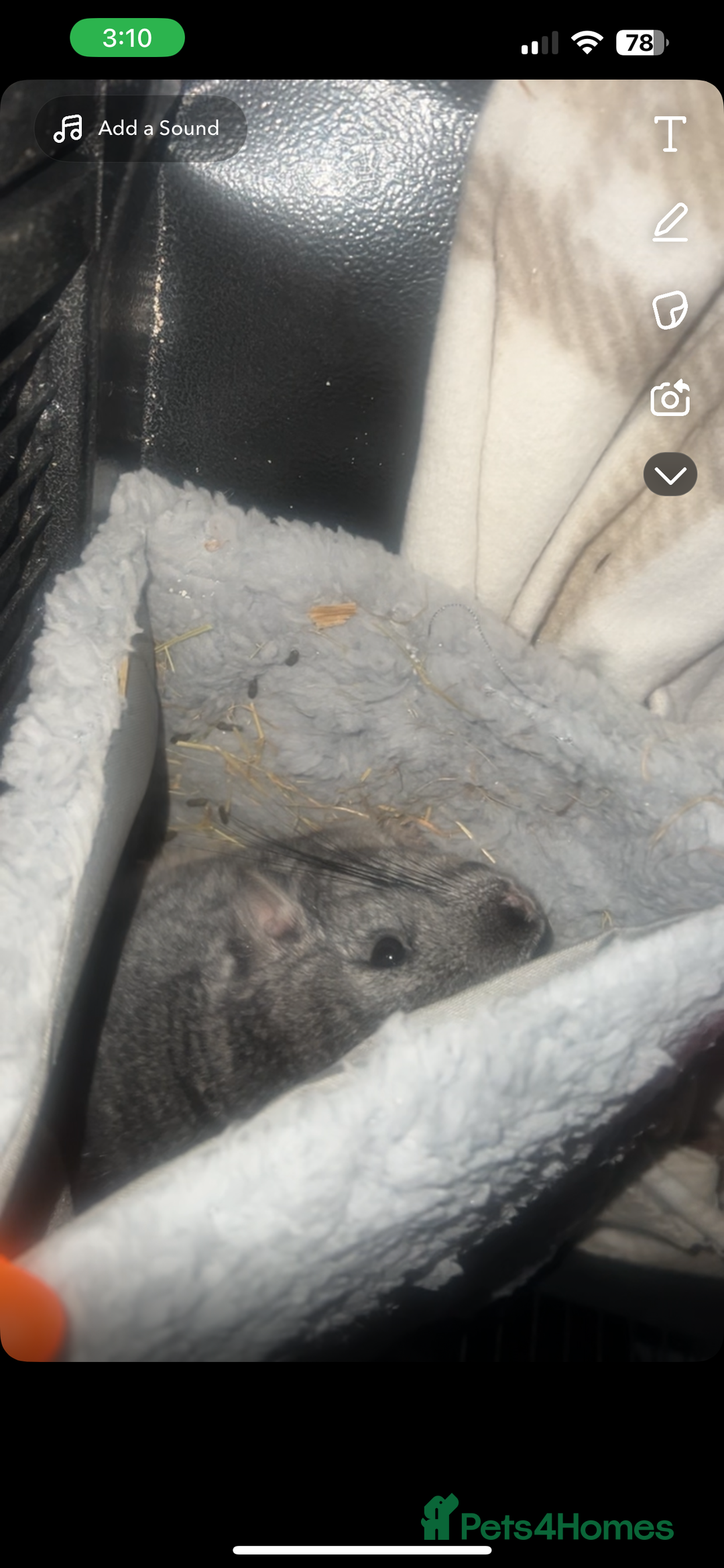 Chinchilla rodents for sale: my beautiful boy - Image 2
