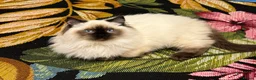 Ragdoll cats for sale: Champion Sired Ragdoll Kittens  - Advert 3