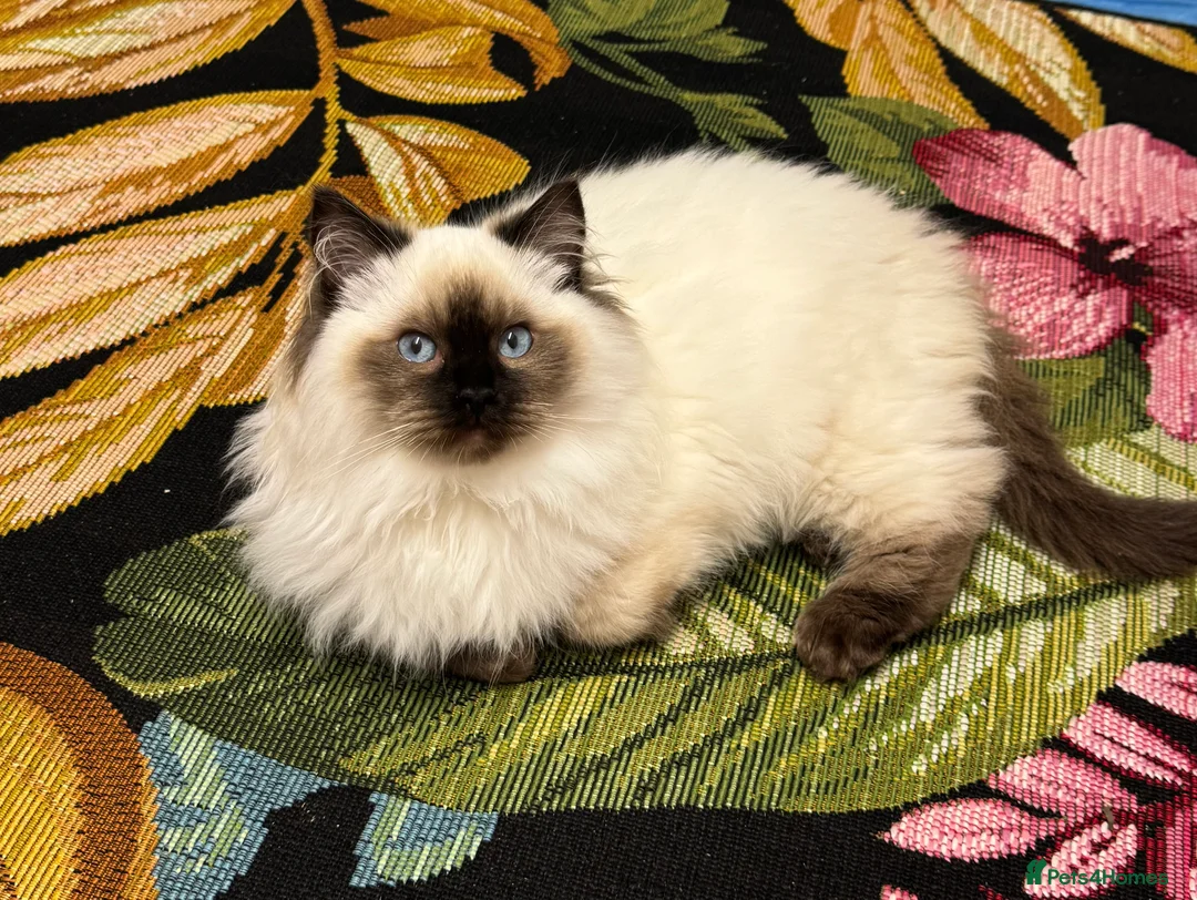 Ragdoll cats for sale: Champion Sired Ragdoll Kittens  - Advert 3