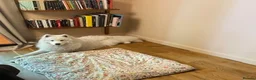 Samoyed dogs for sale: Samoyed 1 year old - male - Advert 2