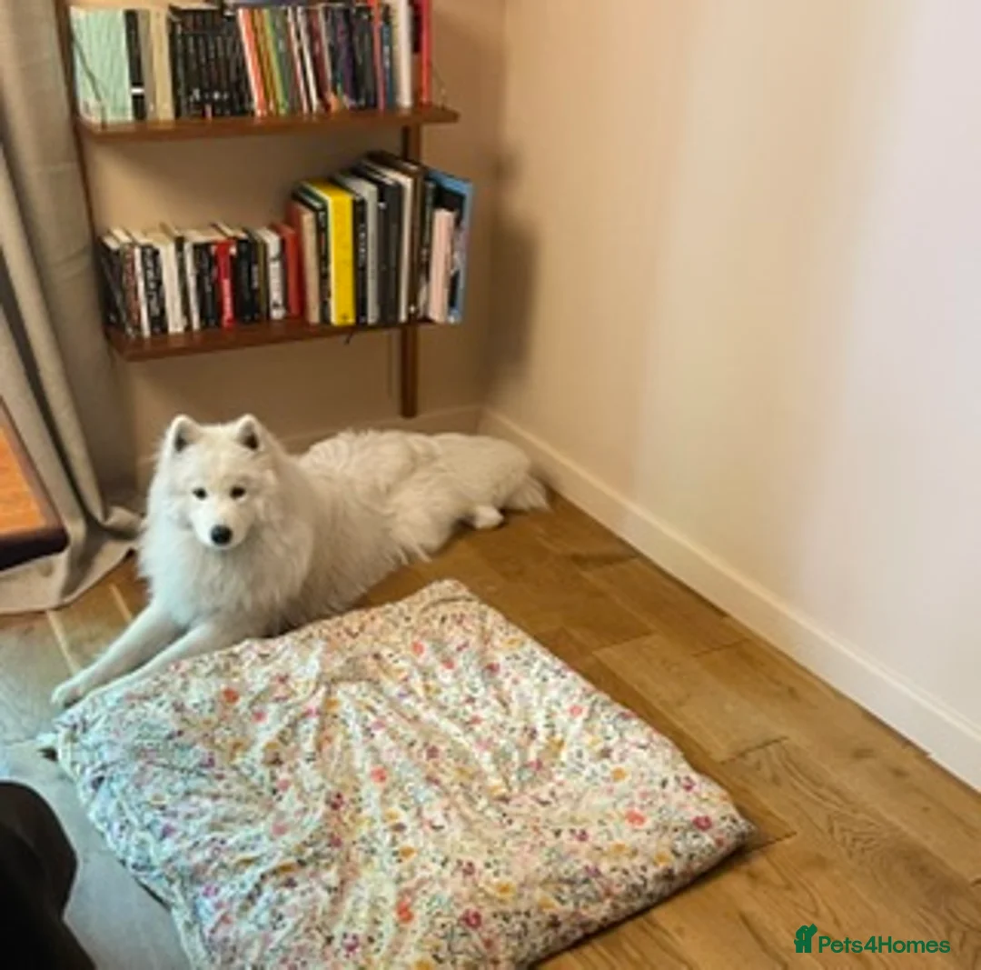 Samoyed dogs for sale: Samoyed 1 year old - male - Advert 2