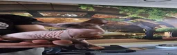 Sphynx cats for sale: Beautifull sphynx kittens for sale. - Advert 8