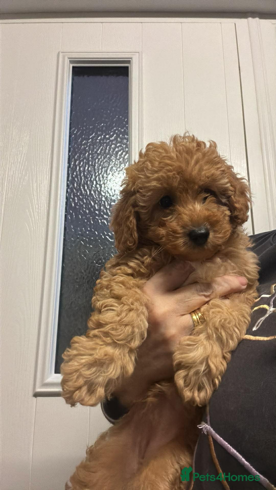 Cockapoo dogs for sale: Female cockapoo  - Advert 4