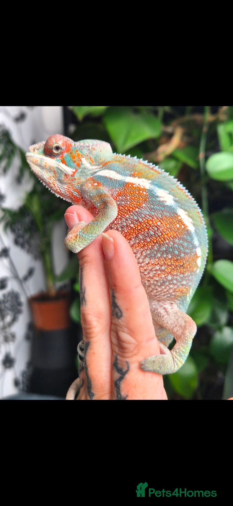 Chameleon reptiles Juvenile panthers for sale.  - Advert 2