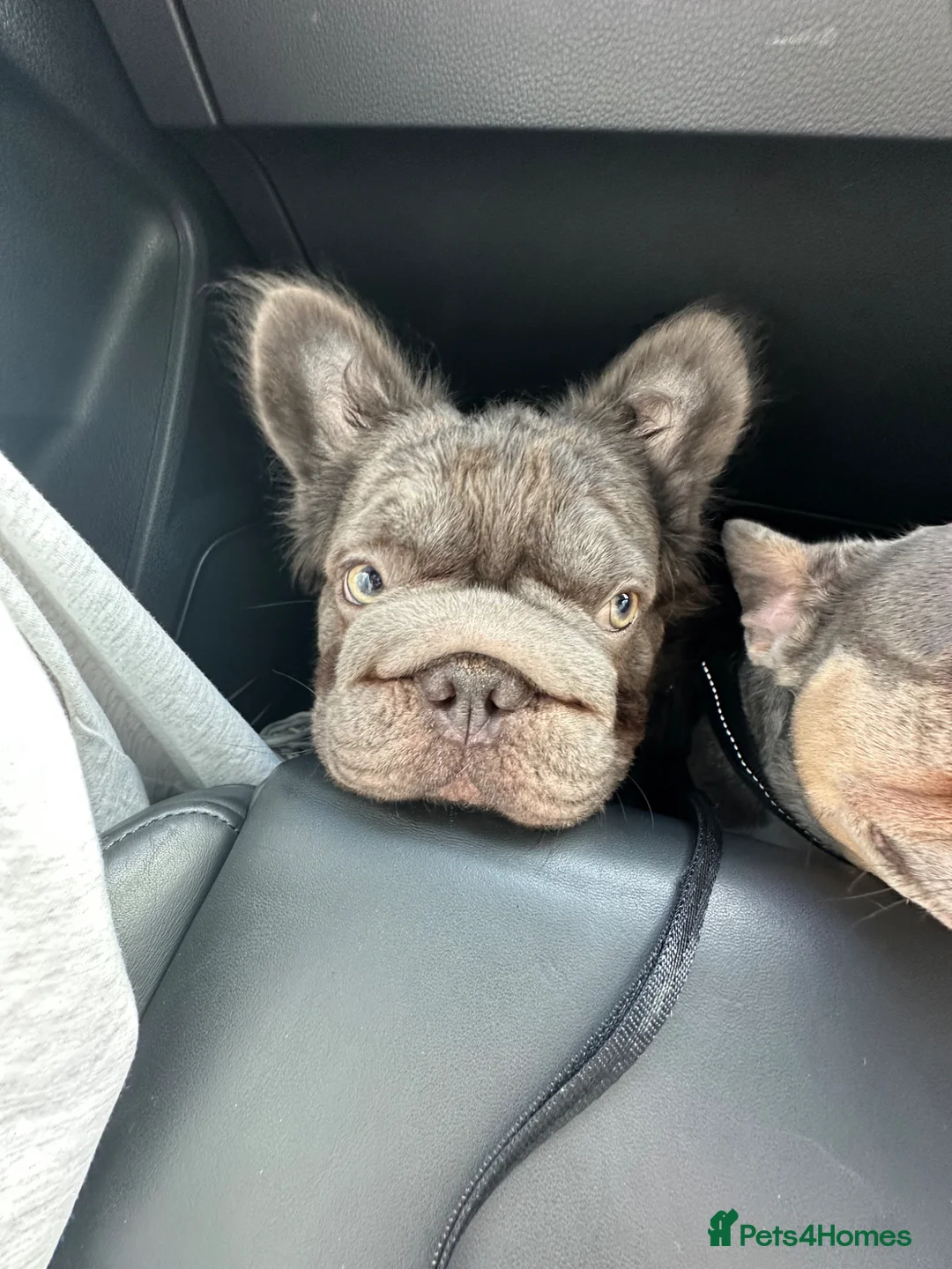 French Bulldog dogs for sale: French bulldog for sale  - Advert 5