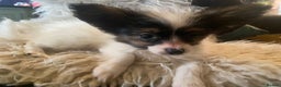 Papillon dogs for sale: Kennel Club registered Papillons - Advert 5