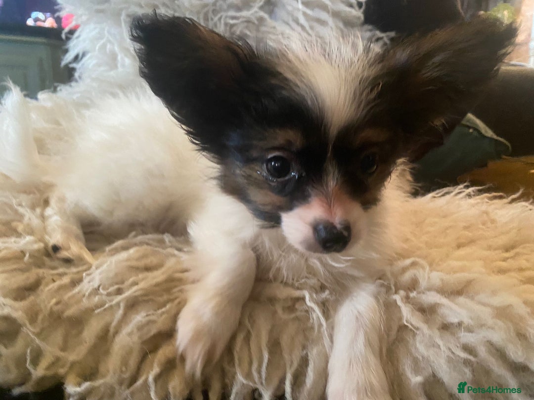 Papillon dogs for sale: Kennel Club registered Papillons - Advert 5