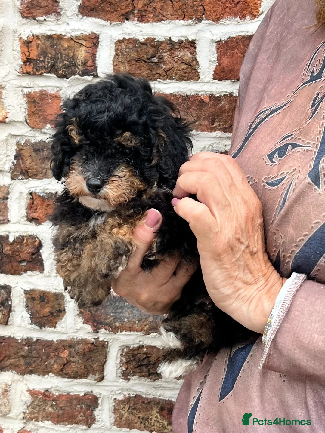 Toy Poodle dogs for sale: Beautiful, Tricolour, KC Reg Male Toy Poodle - Advert 1