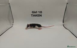 Rat rodents for sale: OCT: 32 Rats (7 Rats: 4 Boys, 3 Girls Left) - Advert 21