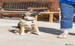 Mixed Breed dogs for adoption: Super Shelby - Image 13