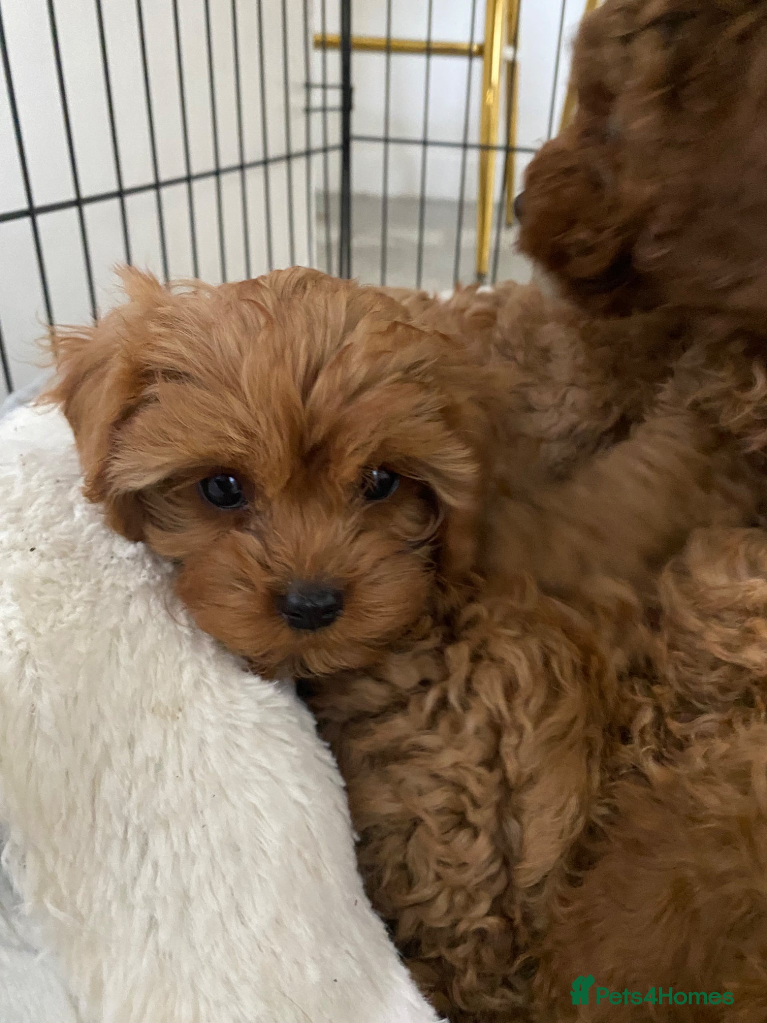 Cavapoo dogs Red Cavapoo both parents dna tested  - Advert 1