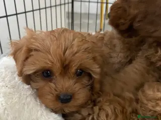 Cavapoo dogs Red Cavapoo both parents dna tested - Advert 9