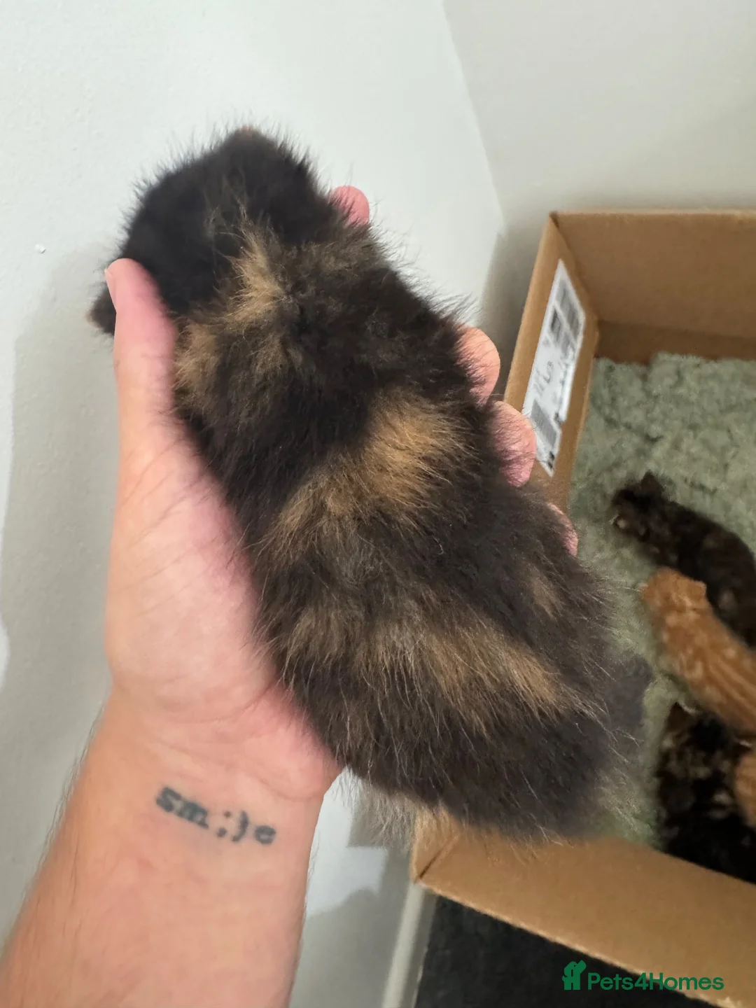 Mixed Breed cats for sale: 5 bengal mixed kittens - Advert 11