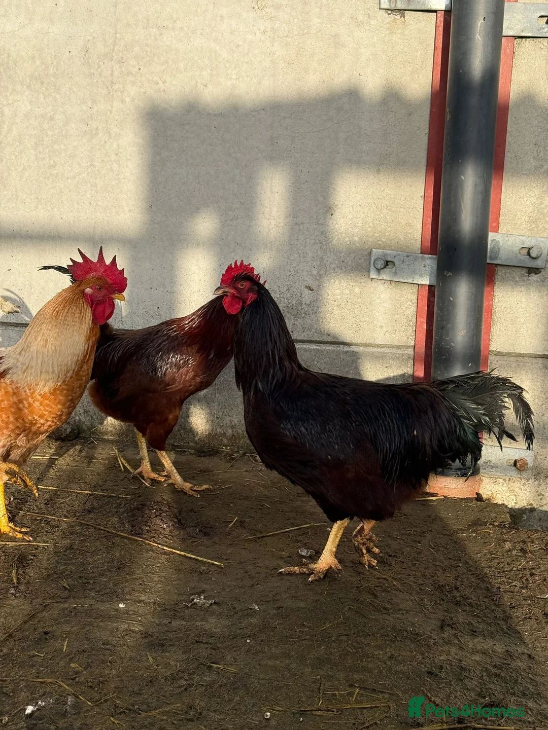 Chickens poultry for sale: Cockerels for sale  - Advert 7