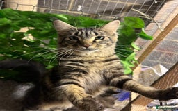 Maine Coon cats for sale: Gorgeous Maine Coon Boys GCCF reg  - Image 3