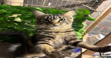 Maine Coon cats - Advert 7