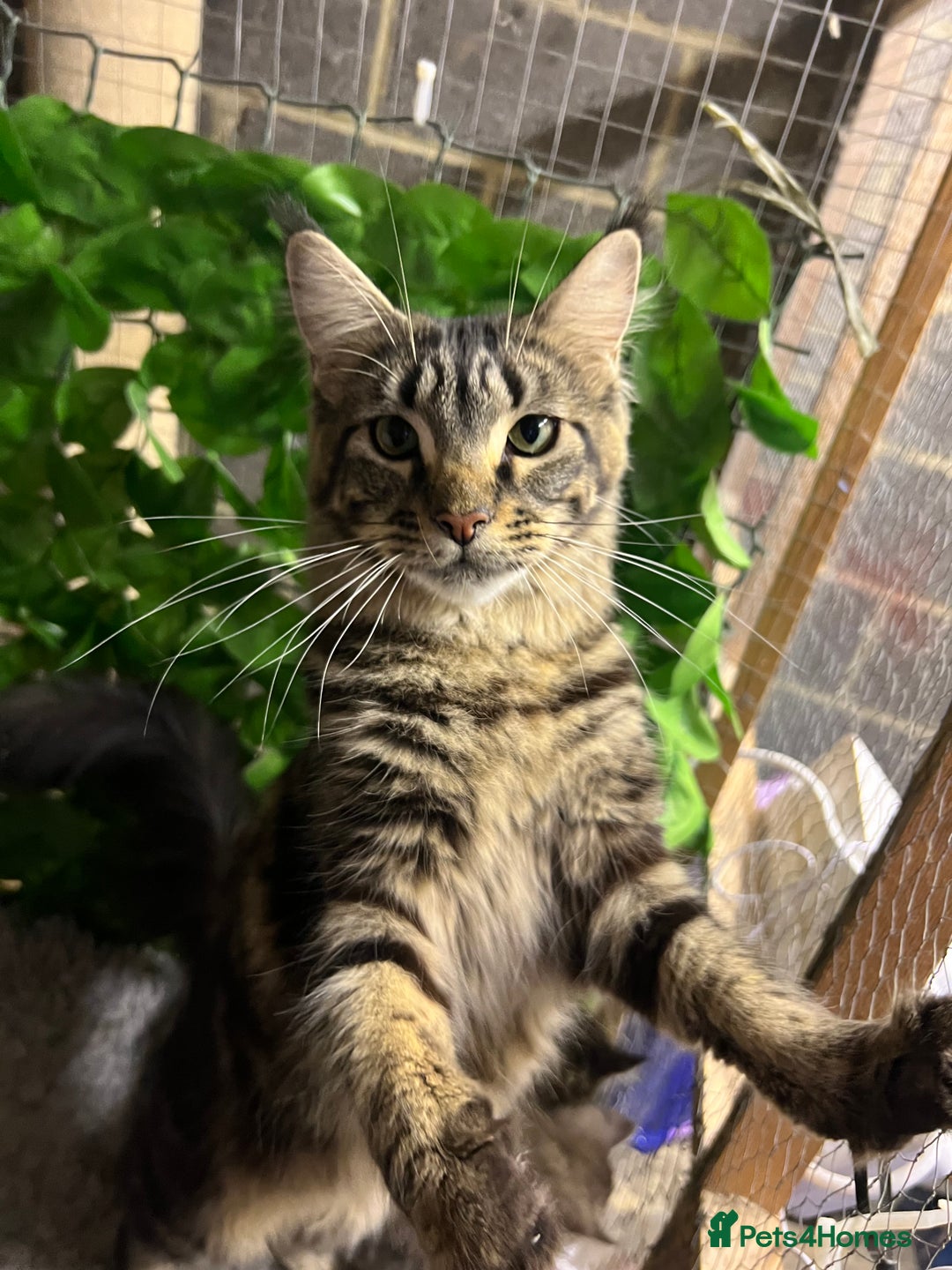 Maine Coon cats for sale: Gorgeous Maine Coon Boys GCCF reg  - Image 3