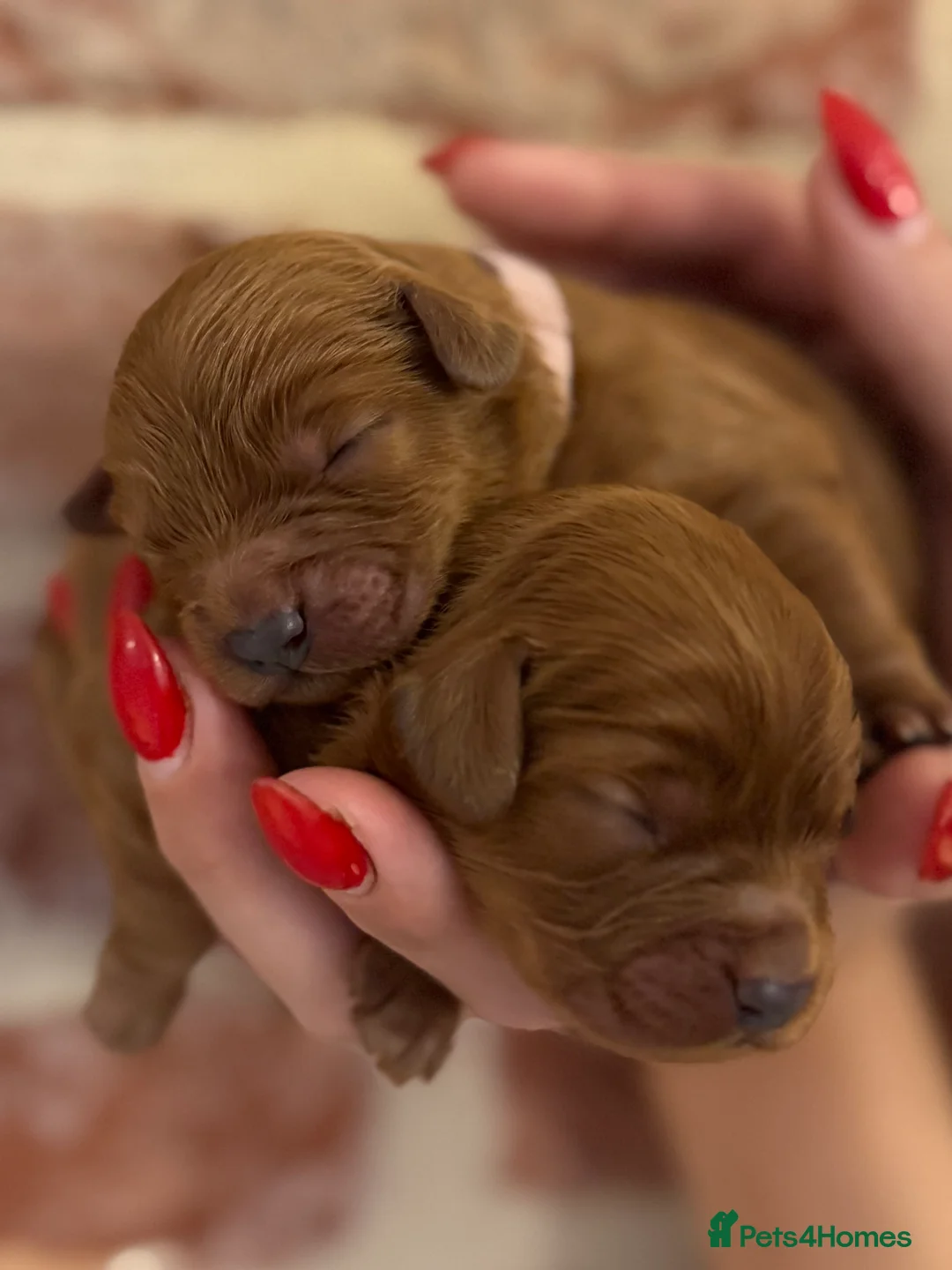 Cavapoo dogs for sale: F1 cavapoos  - Advert 27