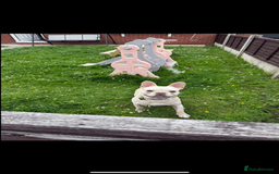 French Bulldog dogs for sale: Frenchbulldog  - Image 4