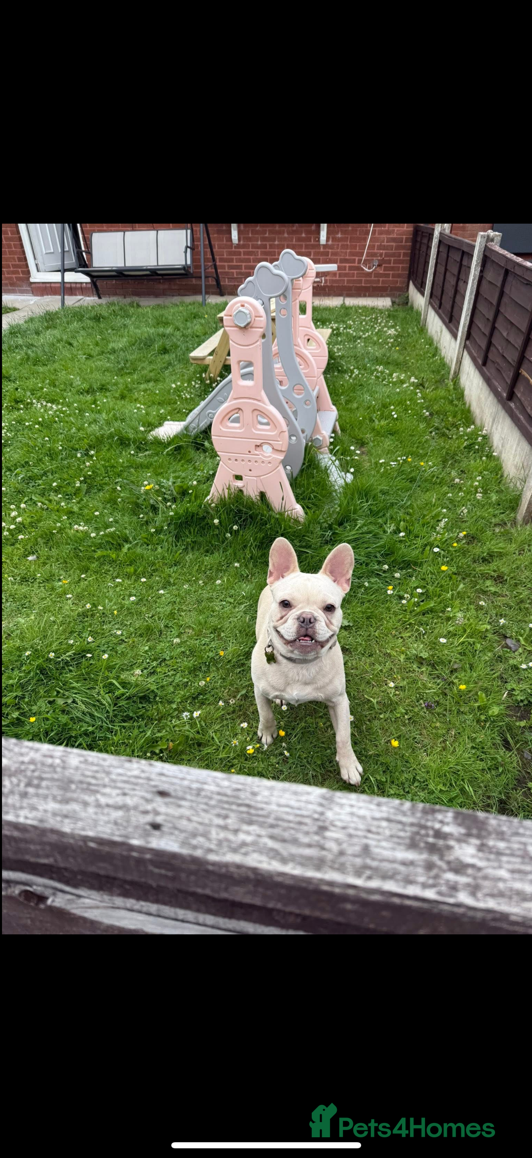 French Bulldog dogs for sale: Frenchbulldog  - Image 4