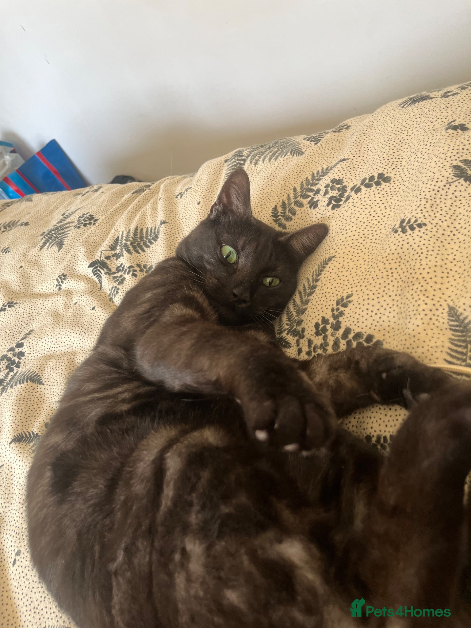 Mixed Breed cats Archie - black ghost tabby for rehome - Advert 1