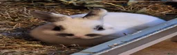 Netherland Dwarf rabbits for sale: Special Home Required for Female Netherlands Dwarf - Advert 5
