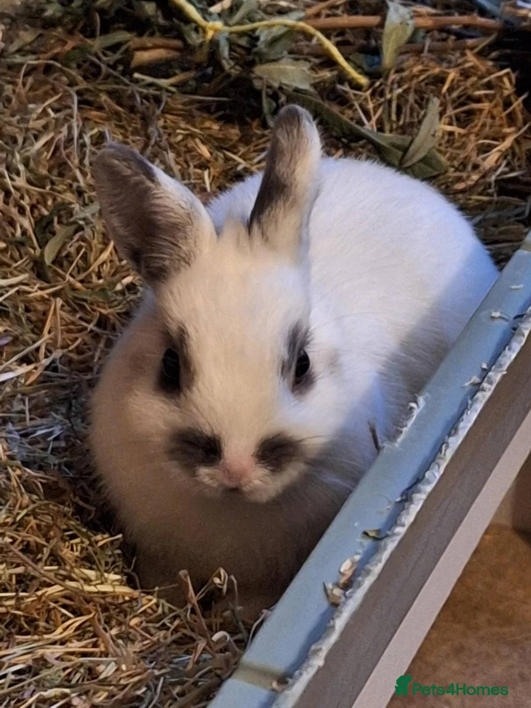 Netherland Dwarf rabbits for sale: Special Home Required for Female Netherlands Dwarf - Advert 5