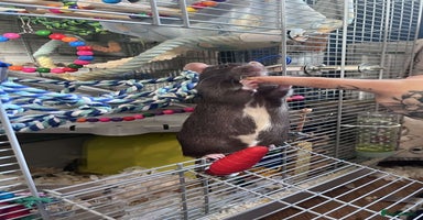 Rat rodents - Advert 8