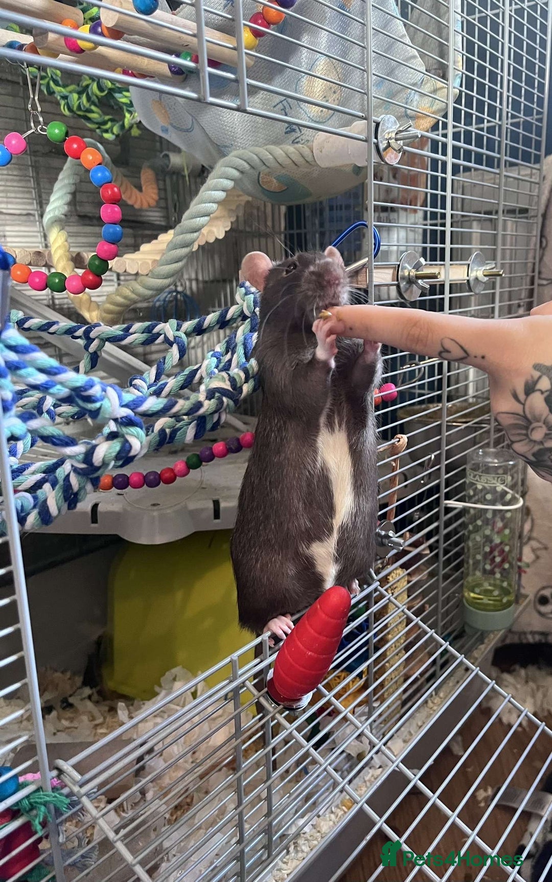 Rat rodents for sale: 3 male rats for rehoming(with cage and accessories - Image 2