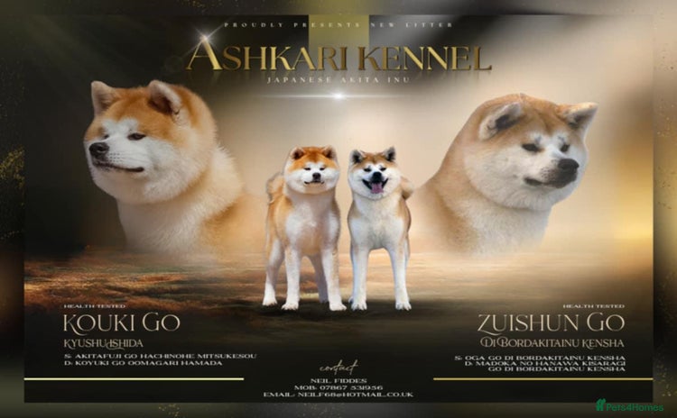 Japanese Akita Inu dogs - Advert 1