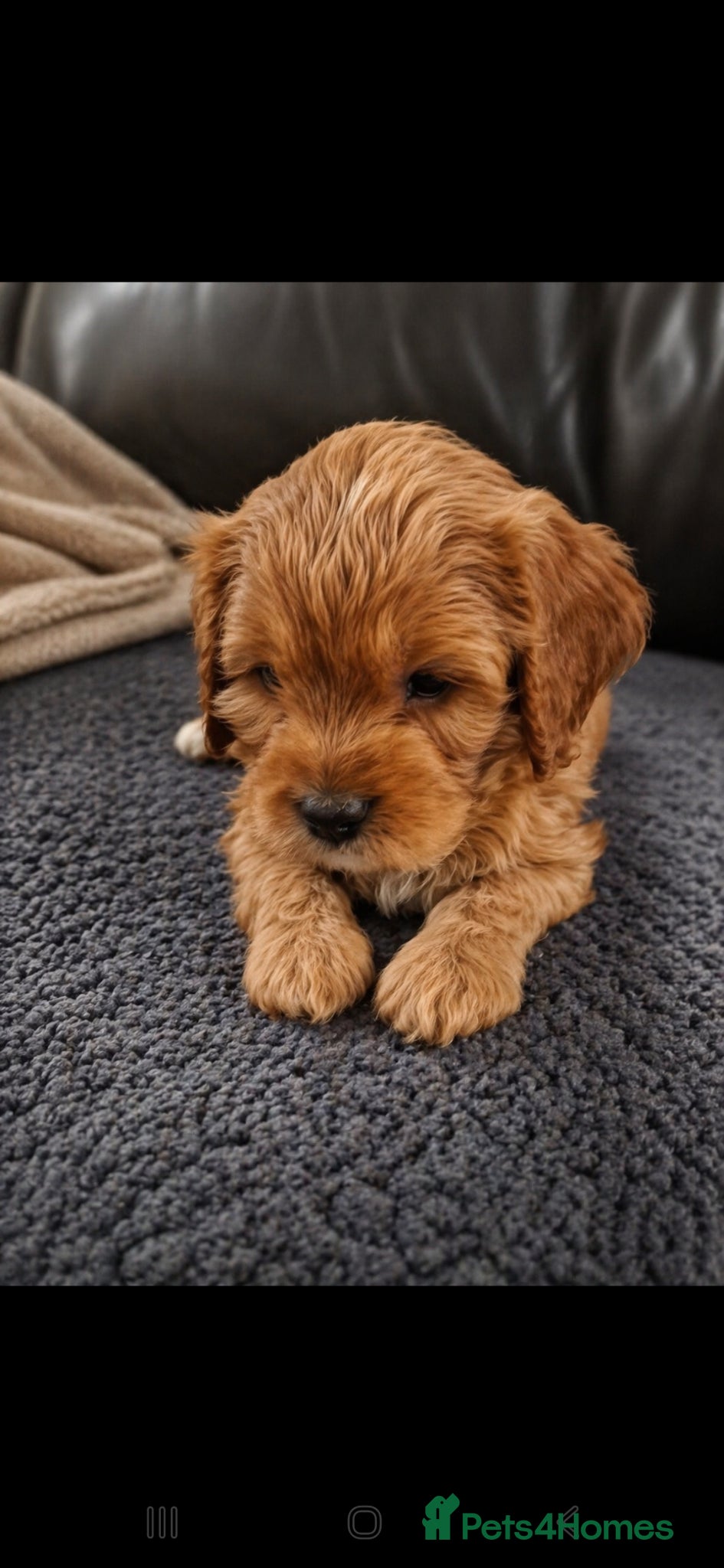 Cavapoo dogs F1 CAVAPOOS READY TO LEAVE. - Advert 1