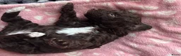 Labradoodle dogs for sale: Adorable miniature Labradoodle puppies  - Advert 25