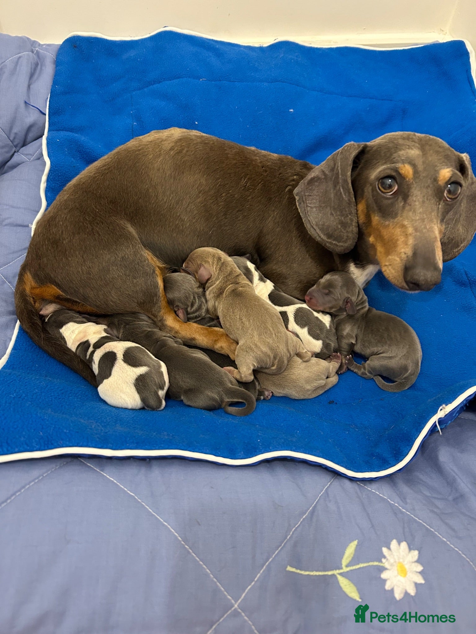 Dachshund dogs Dauchund puppies  - Advert 1
