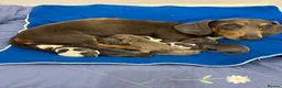 Dachshund dogs for sale: Dauchund puppies  in Uckfield - Advert 1