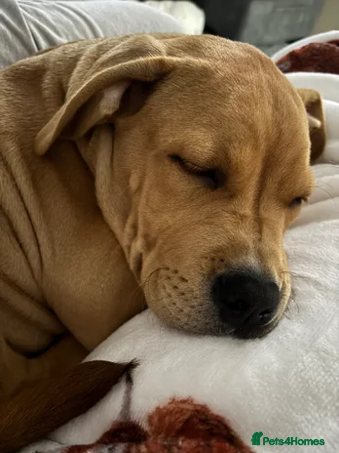 Mixed Breed dogs for sale: Bruno 8 month old - Advert 1