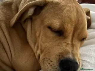 Mixed Breed dogs Bruno 8 month old - Advert 7