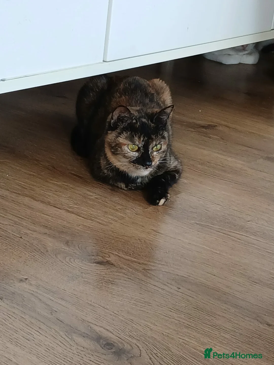 Mixed Breed cats for adoption: Mars for adoption - Advert 3