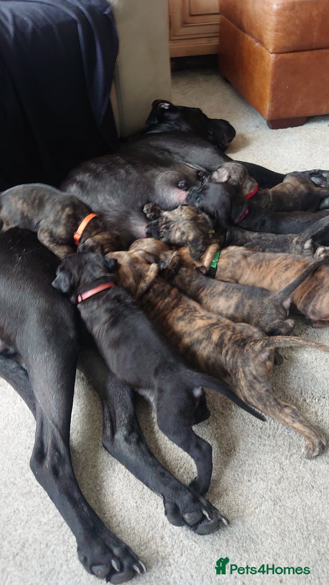 Cane Corso dogs for sale: Cane corso puppies  - Image 3
